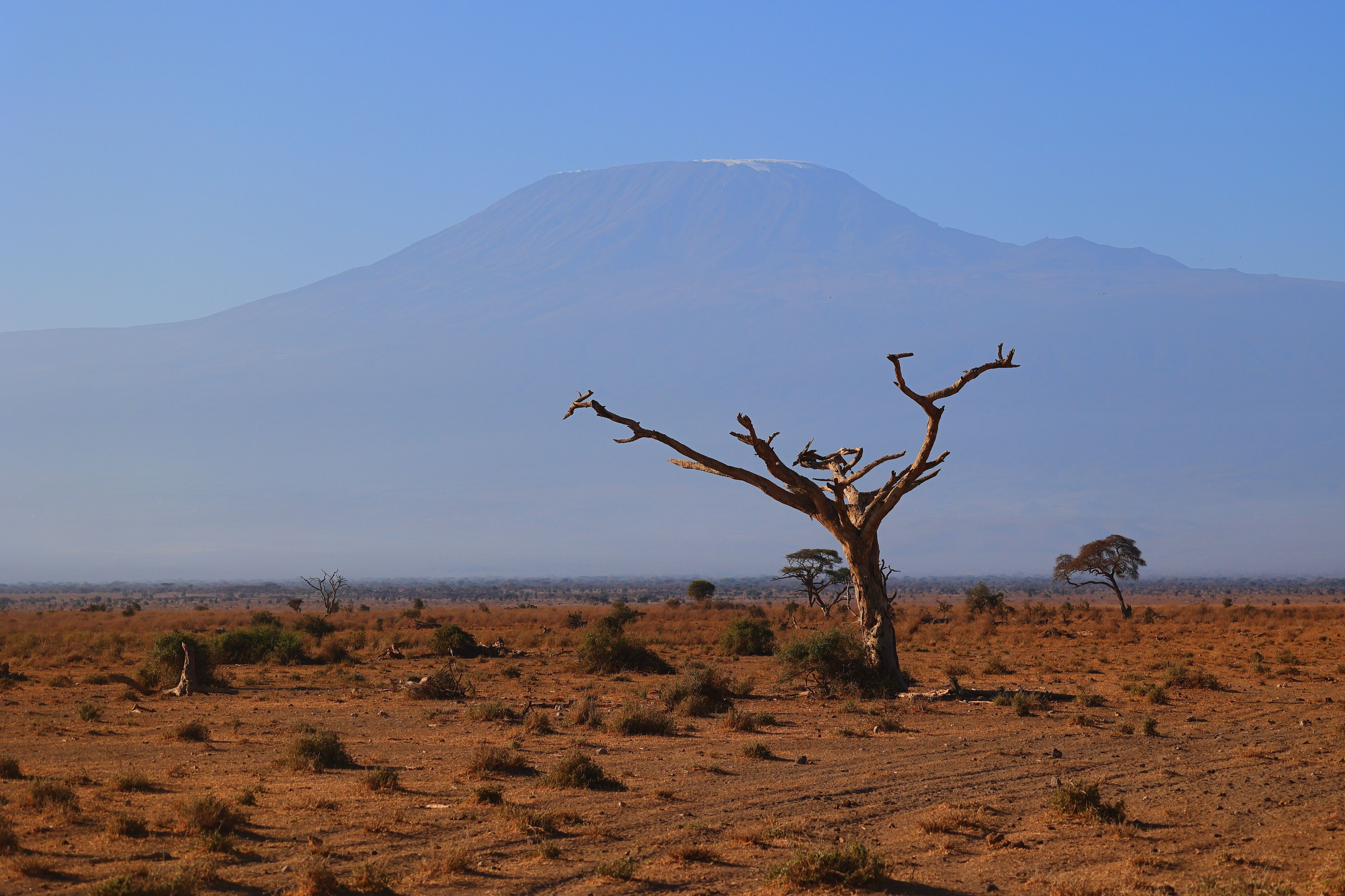 Elephant herd crossing Amboseli plains with Kilimanjaro